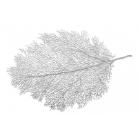 Aulica Silver Leaf